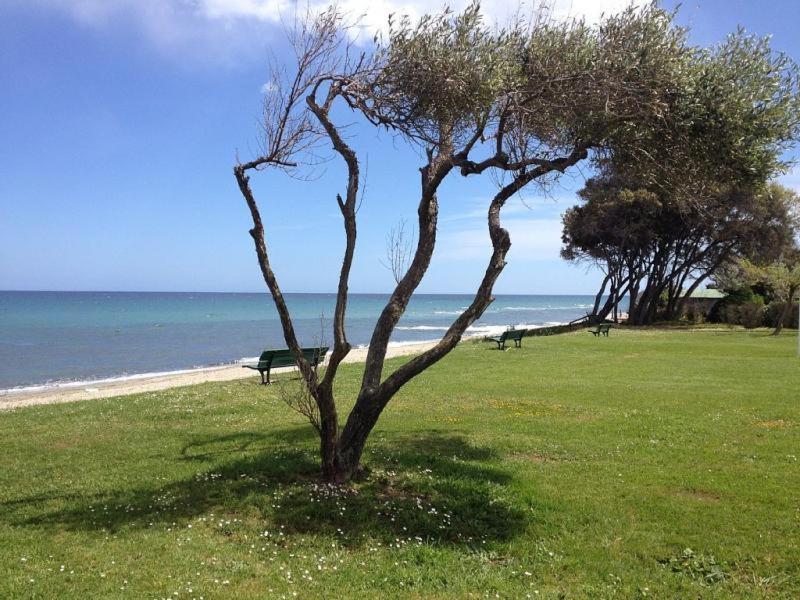 Studio A 100M De La Plage Et De La Piscine Cervione Exteriör bild